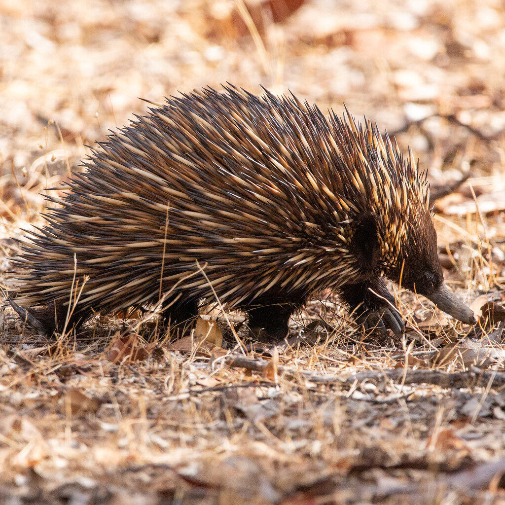 Photo of an echidna