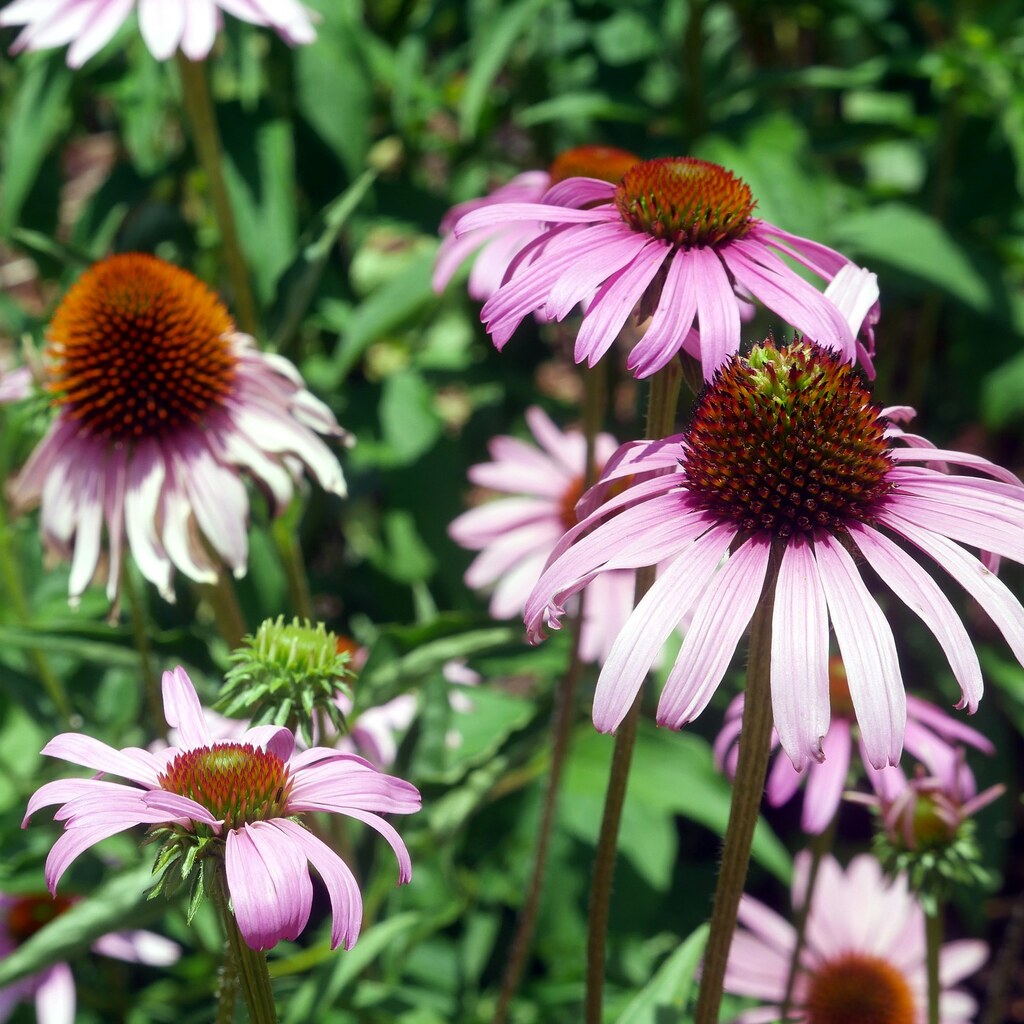 Photo of echinacea flowers
