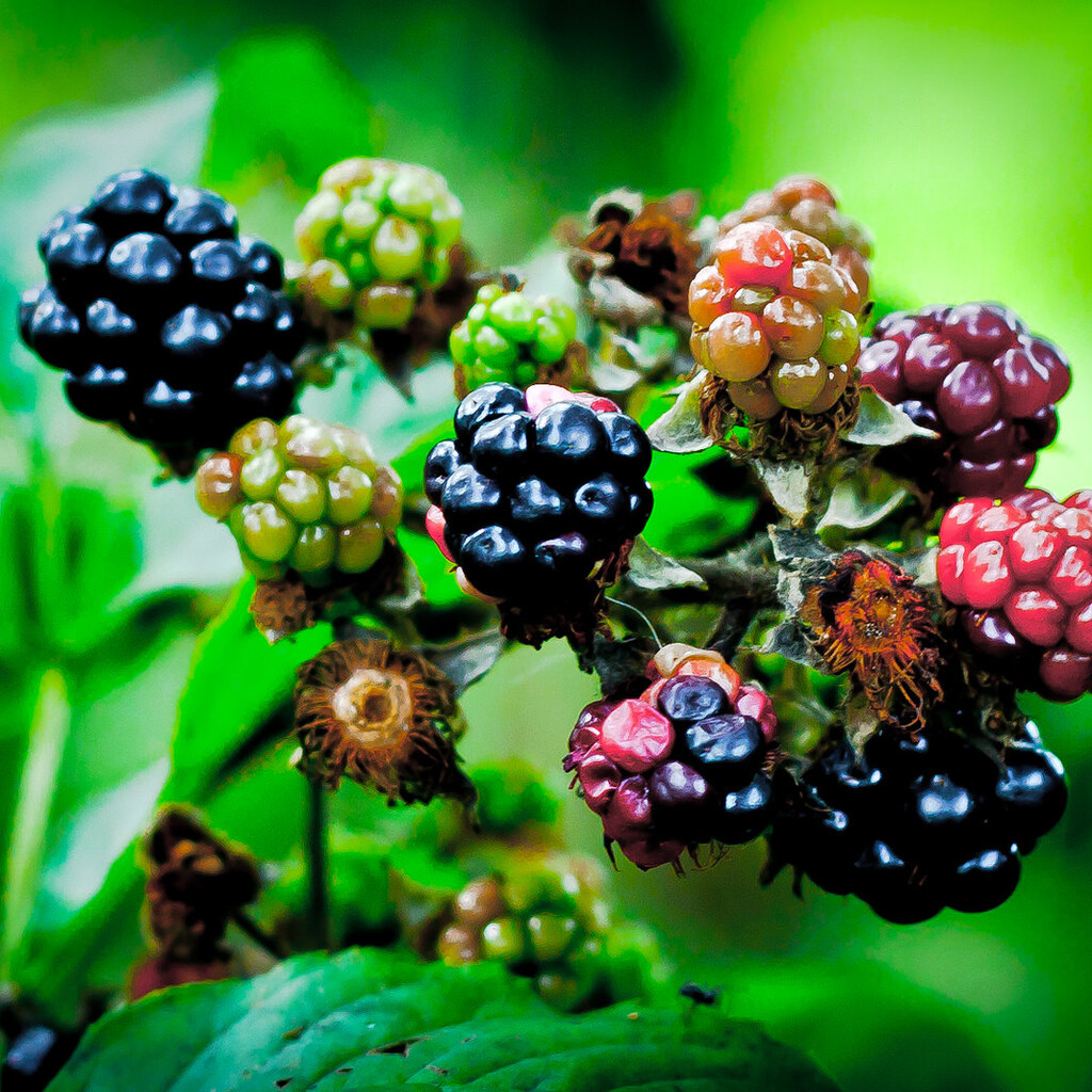 Photo of edible fruits