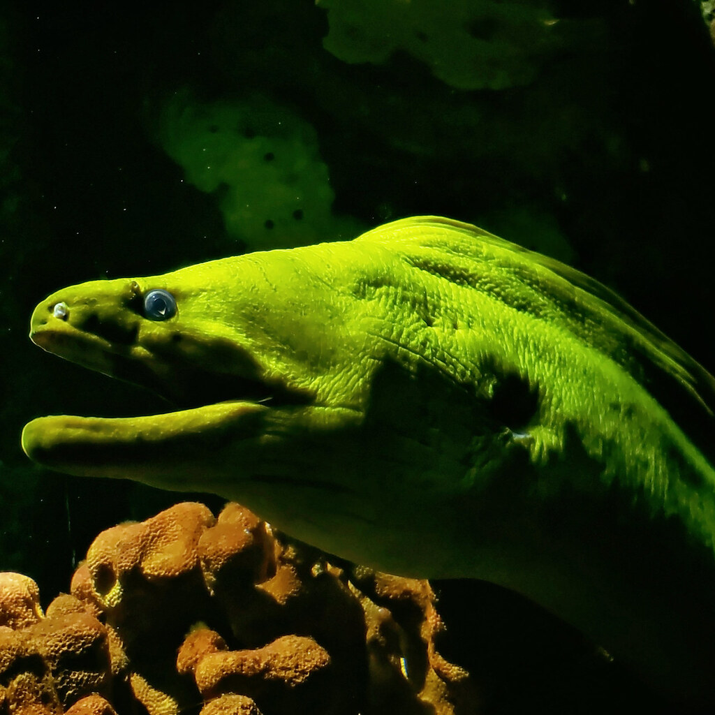 Photo of an eel