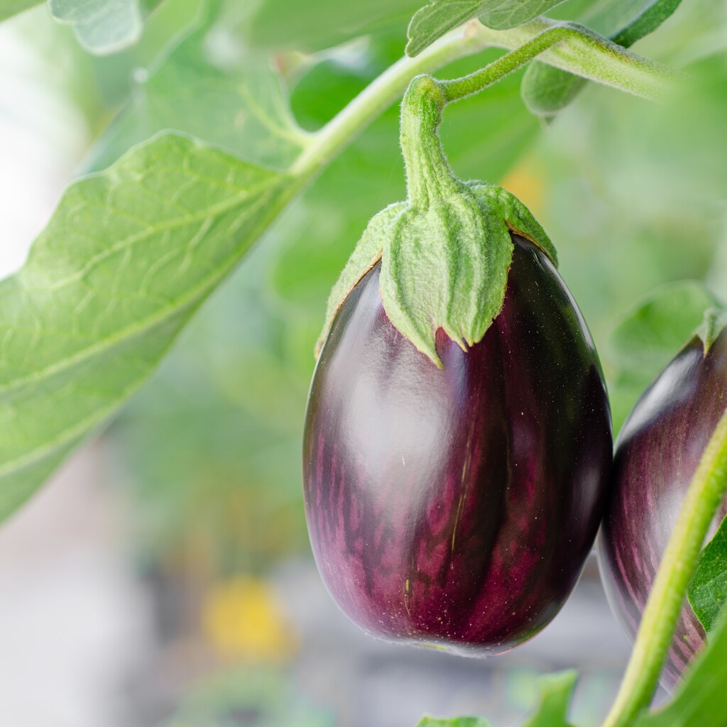 Photo of eggplant or aubergine