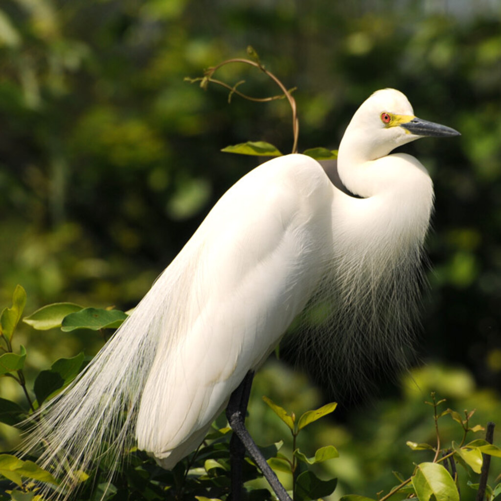 Photo of an egret.