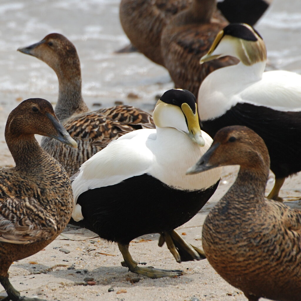 Photo of Eider ducks