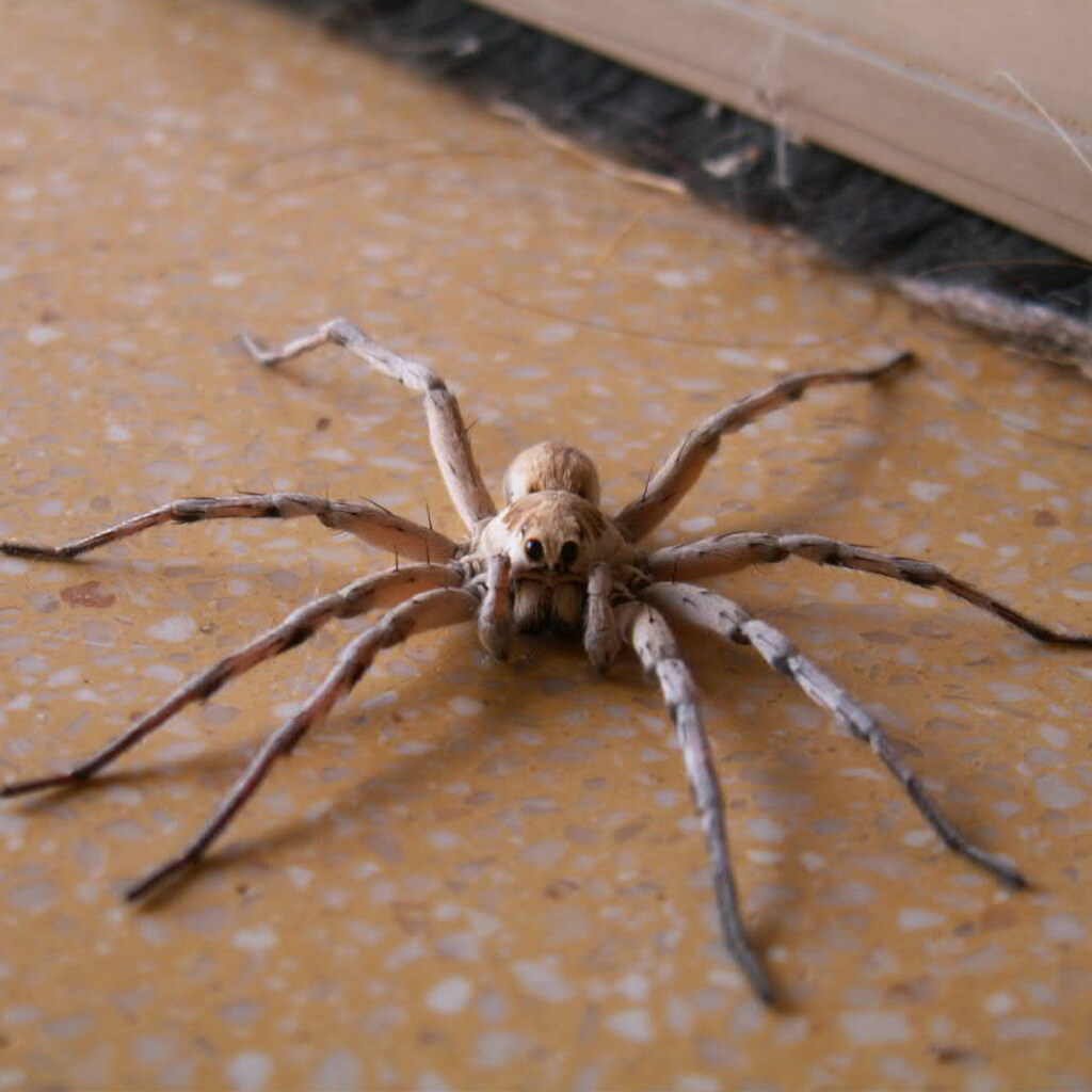 Photo of a spider with eight legs.