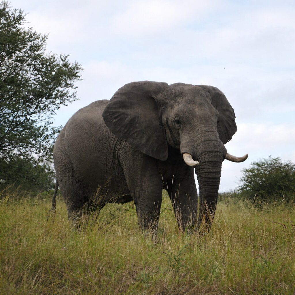 Photo of an elephant.