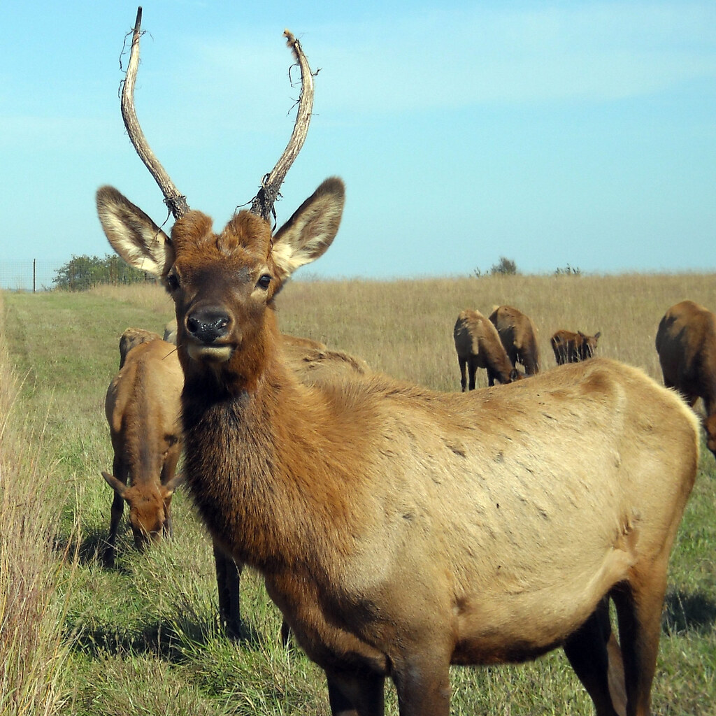 Photo of an elk
