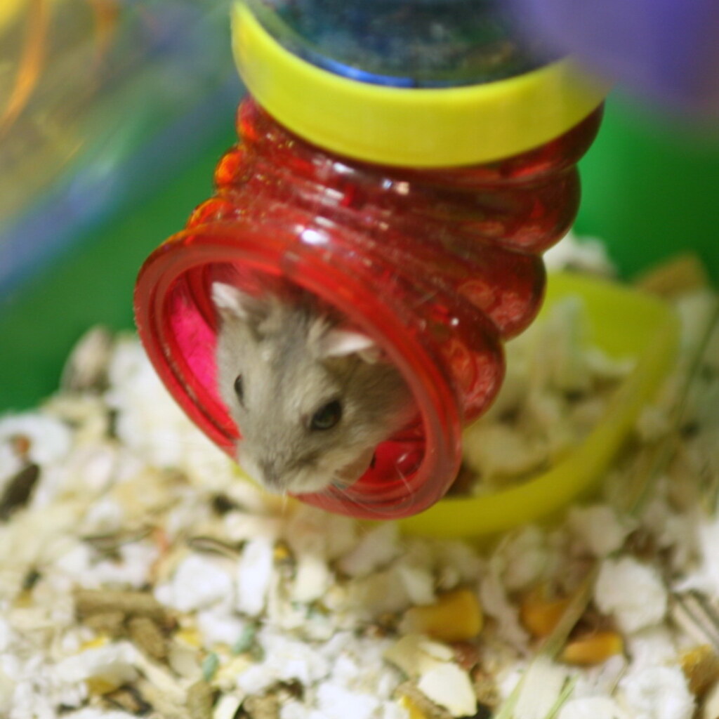 Photo of a mouse emerging from a pipe