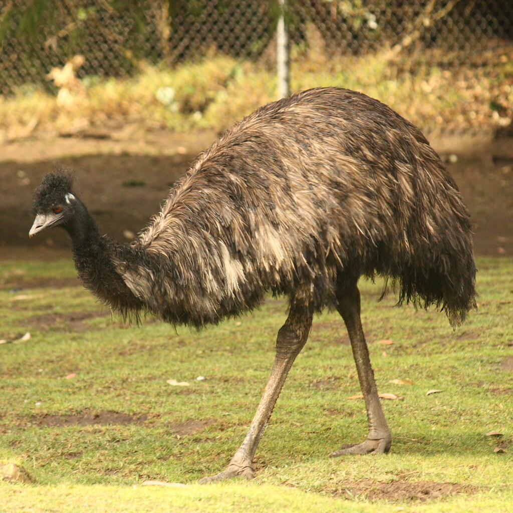 Photo of an emu