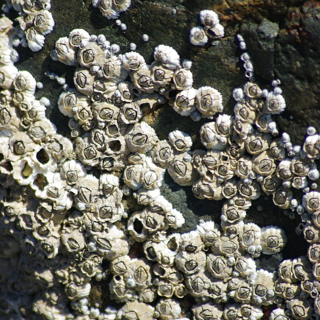 Photo of a barnacle encrusted rock