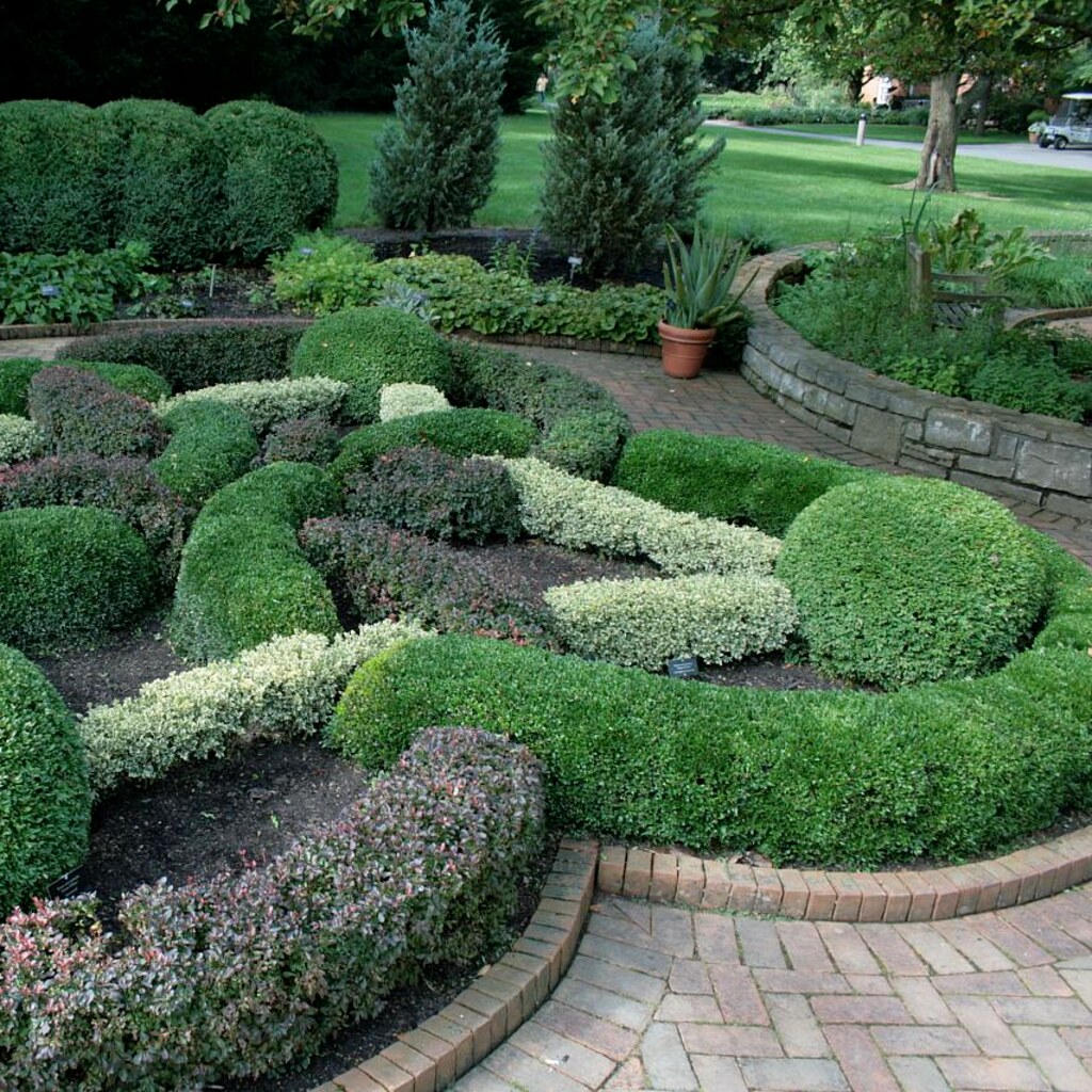 Photo of English box or boxwood