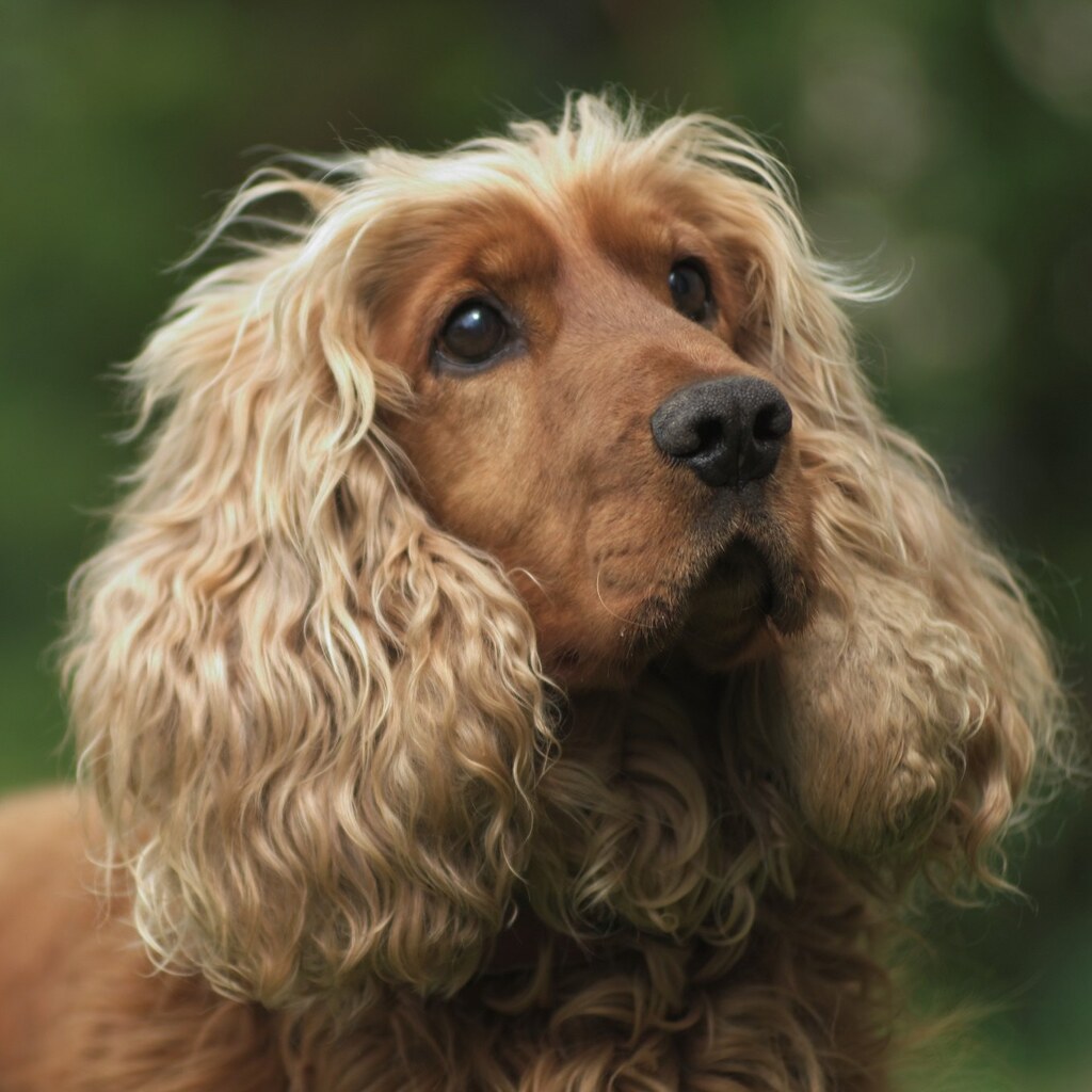 Photo of an English cocker spaniel
