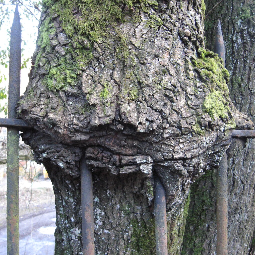 Photo of a tree engulfing a fence