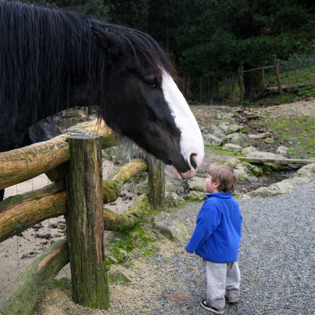 Photo of an enormous horse