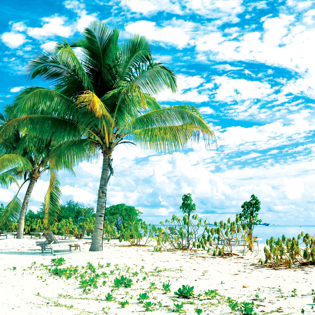 Photo of a tropical environment.