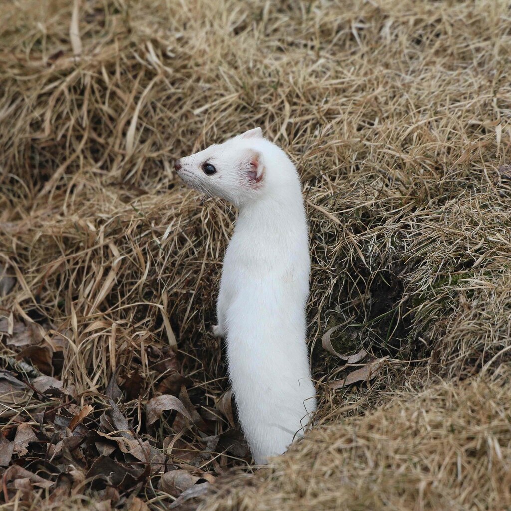 Photo of an ermine