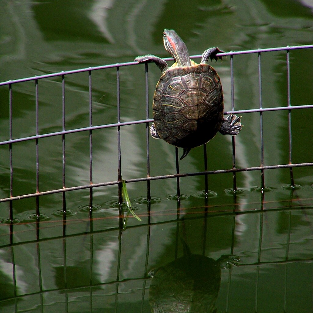 Photo of a turtle escaping