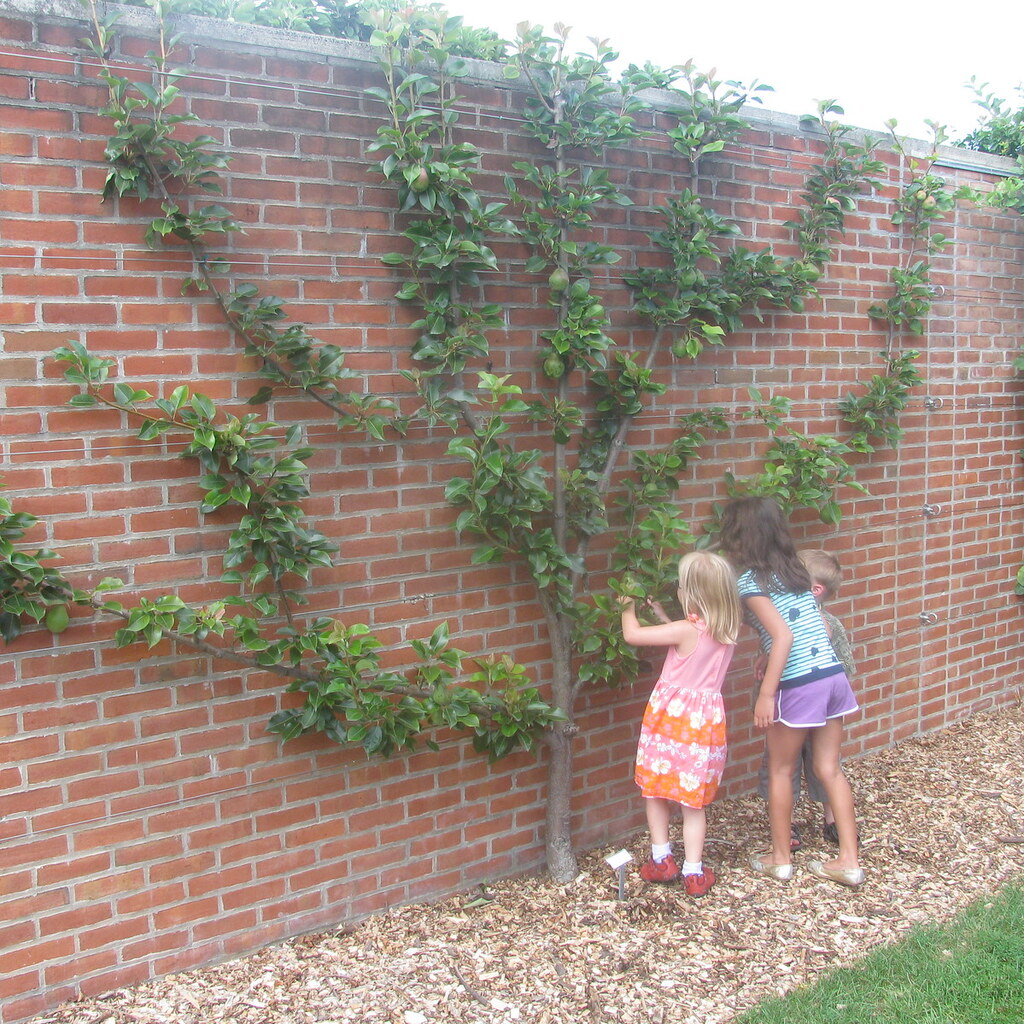 Photo of espaliered trees