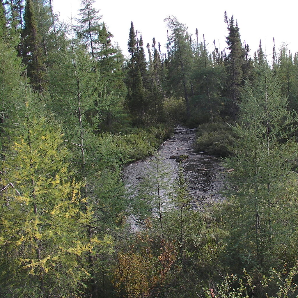 Photo of evergreentrees