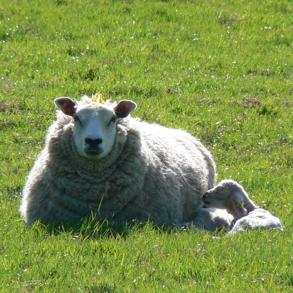 Photo of a ewe and lamb.