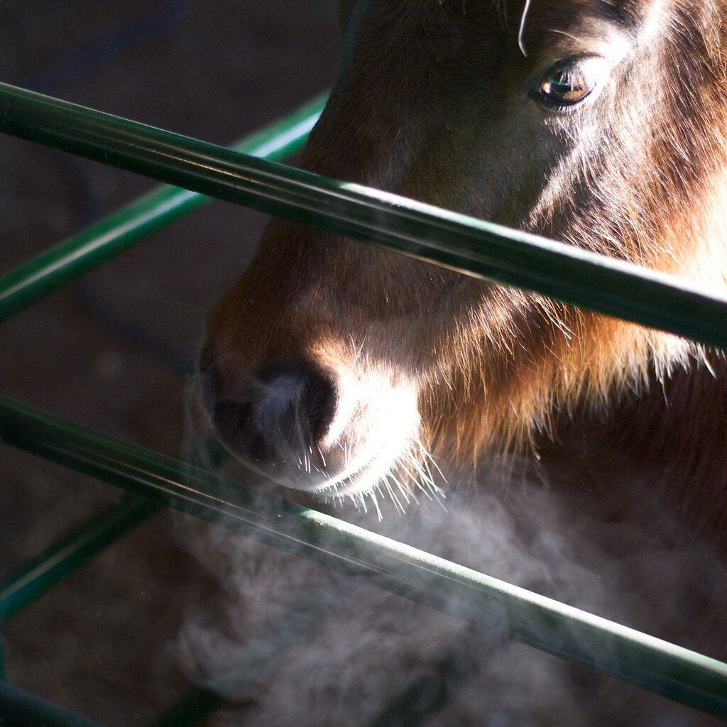 Photo of a pony exhaling