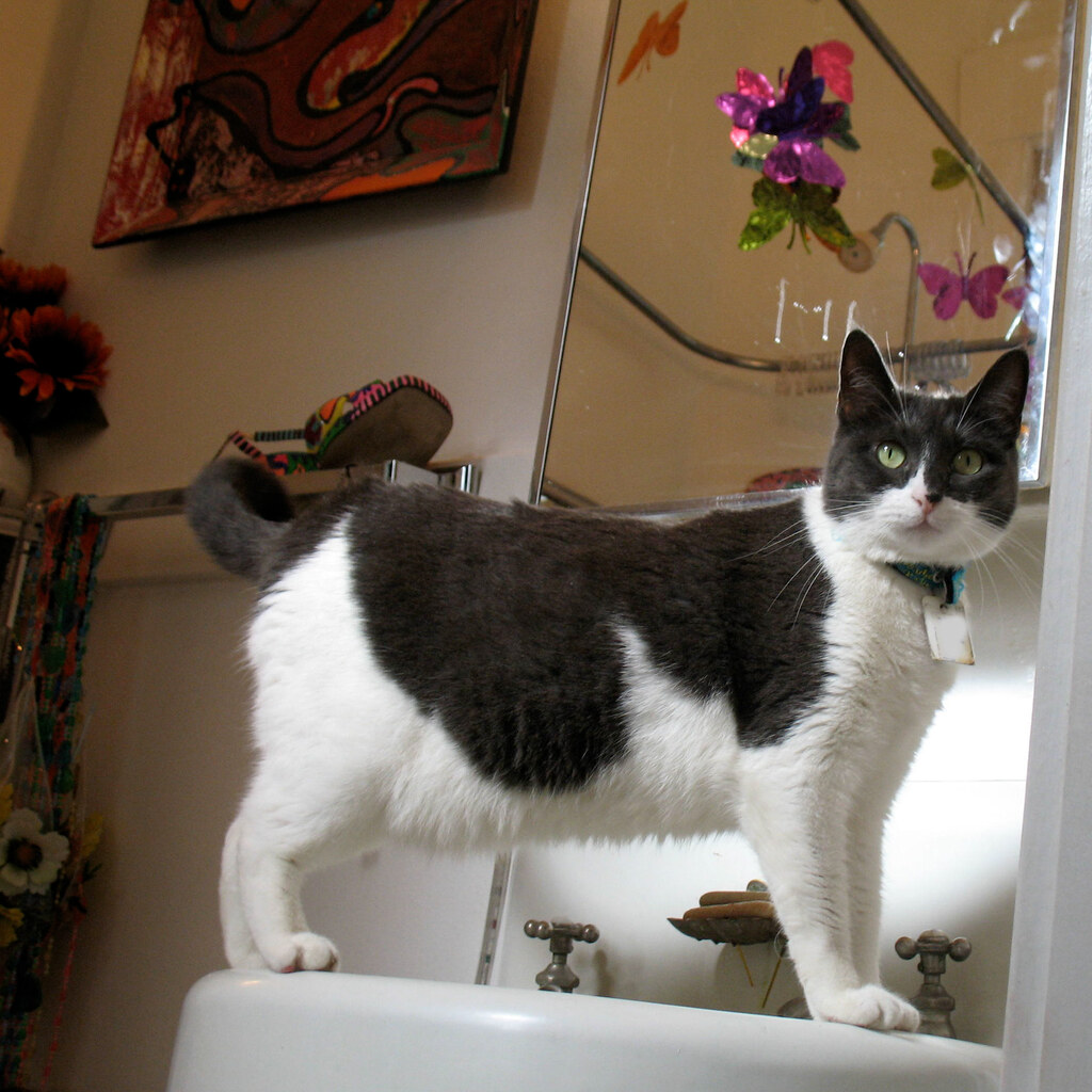 Photo of a cat exploring