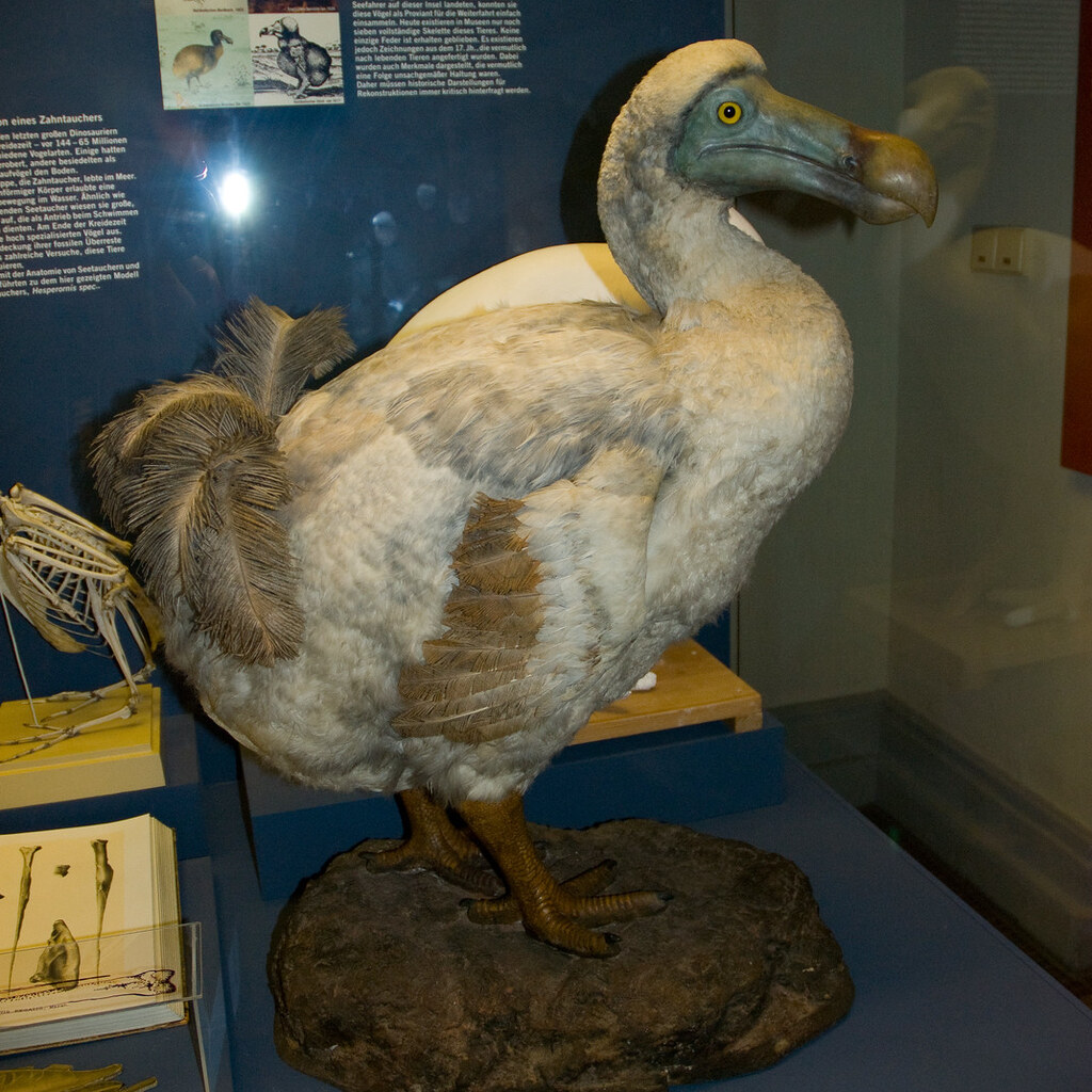 Photo of a dodo