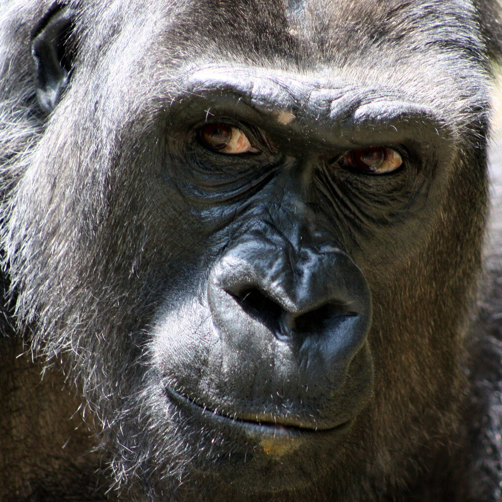 Photo of a gorilla's face