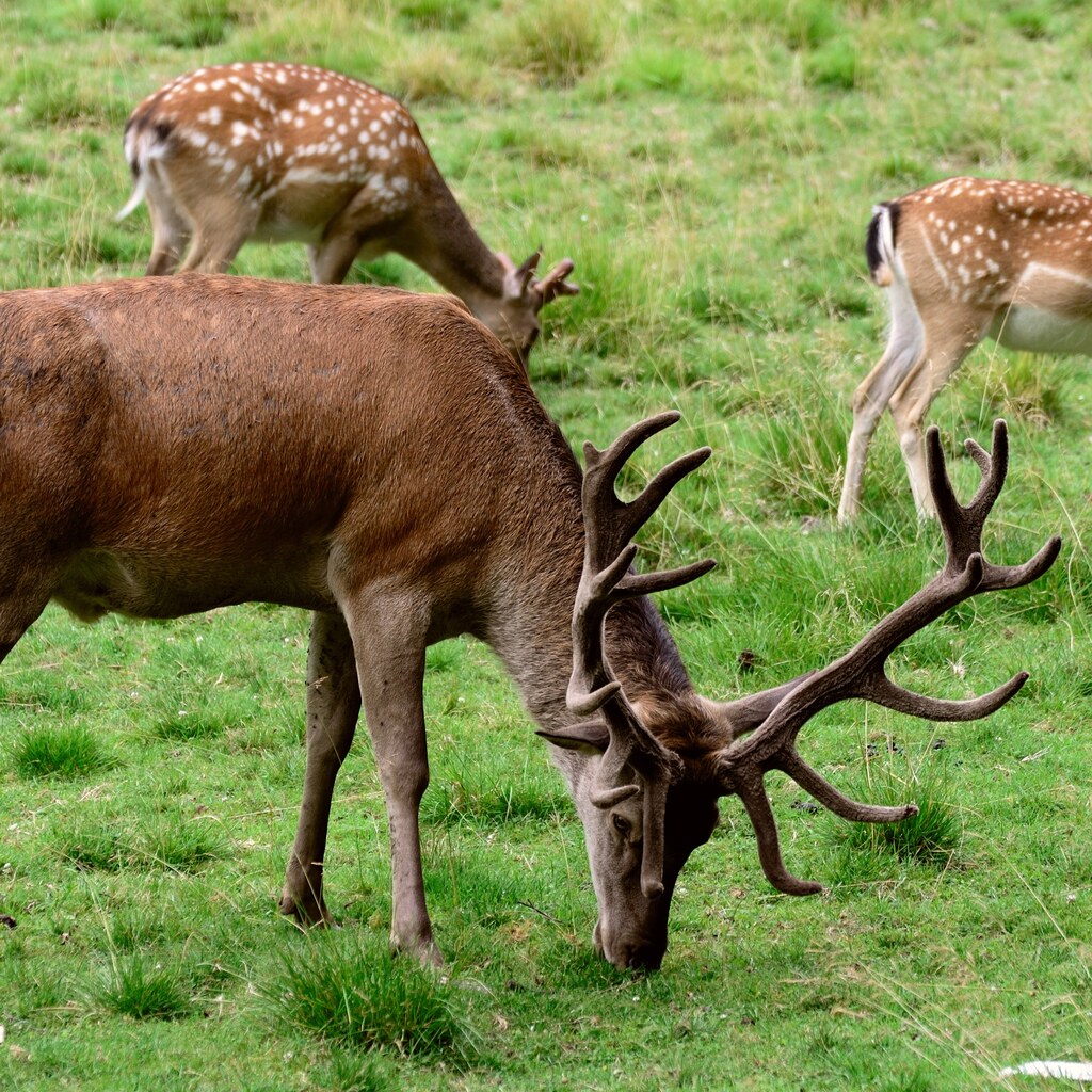 Photo of fallow deer