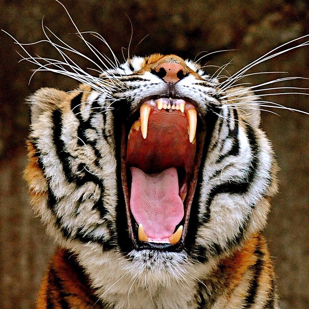 Photo of a tigers fangs