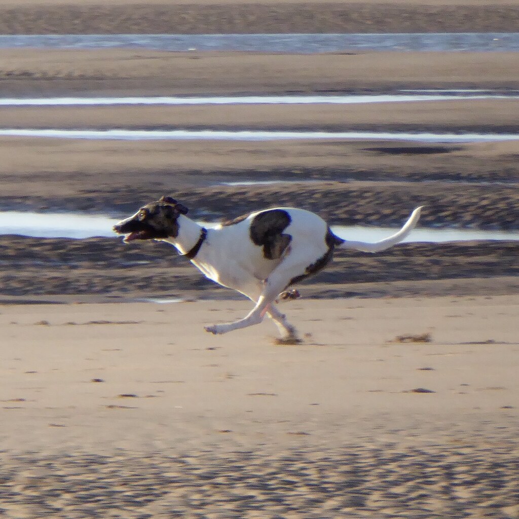 Photo of a dog running very fast
