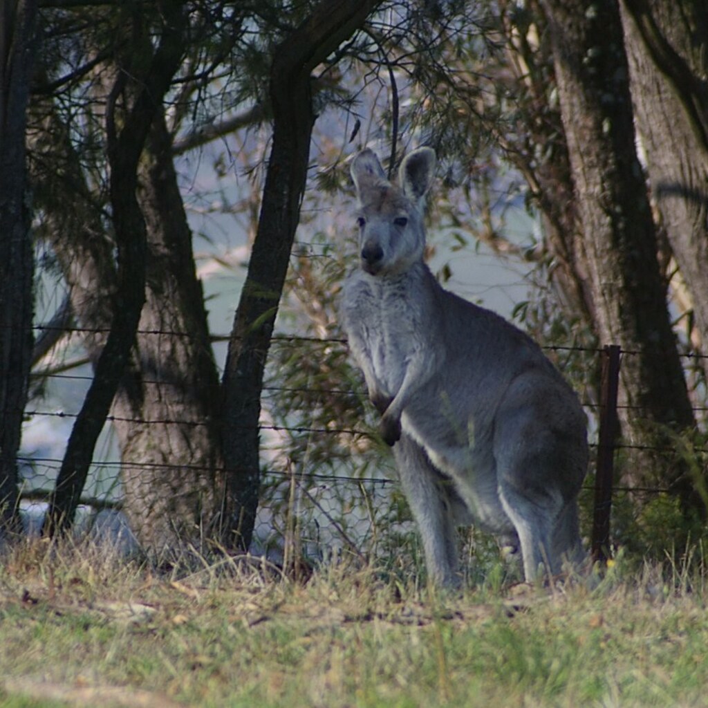 Photo of a wallaby