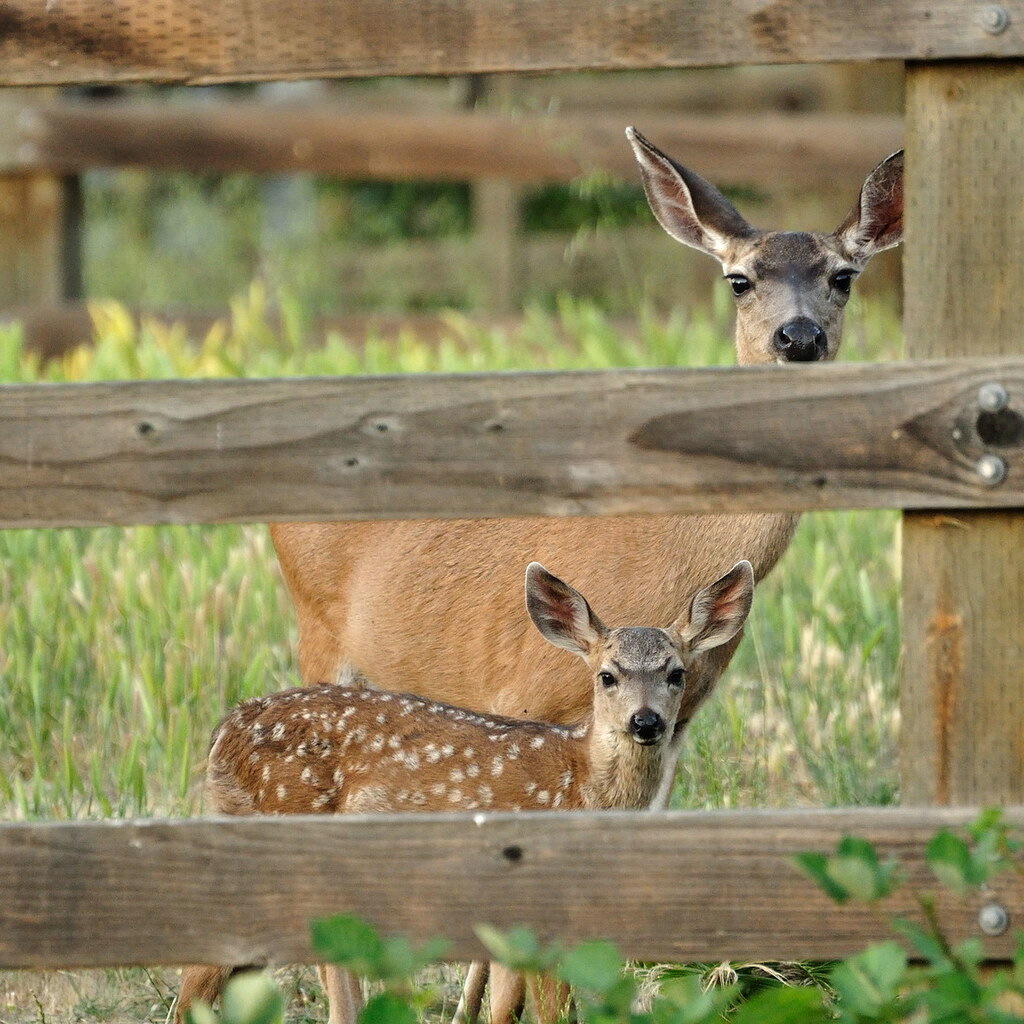 Photo of a doe and fawn.