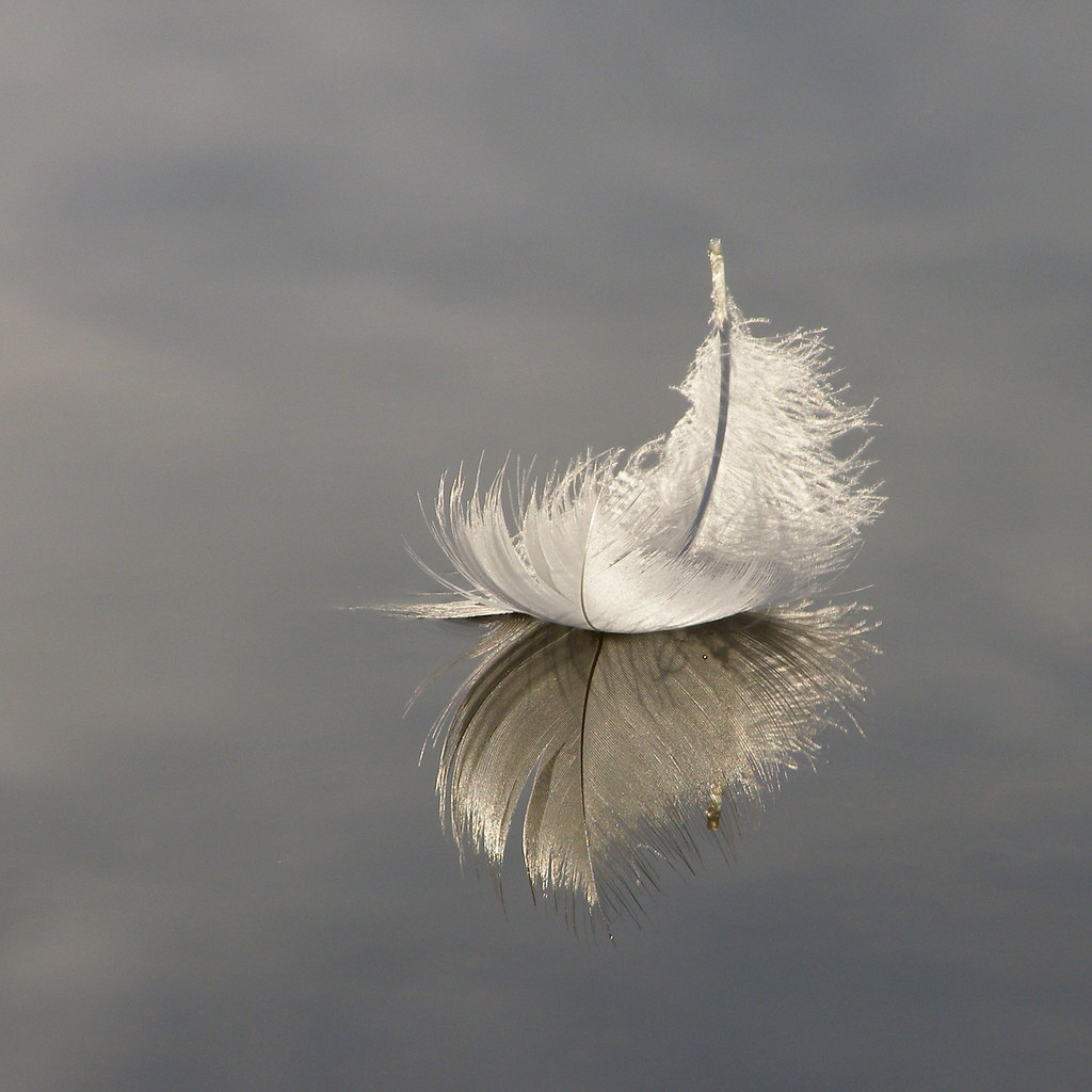 Photo of a feather