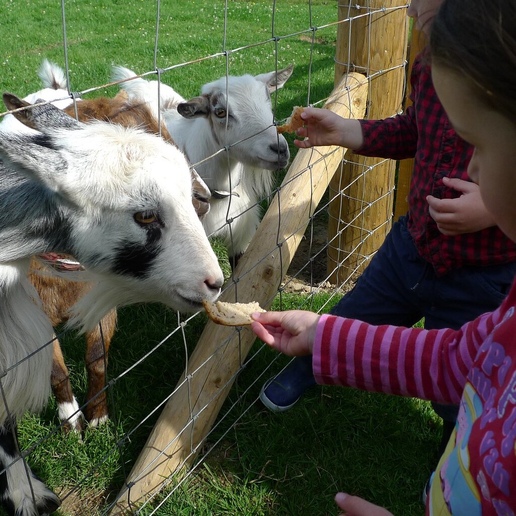 Photo of a girl feeding a goat