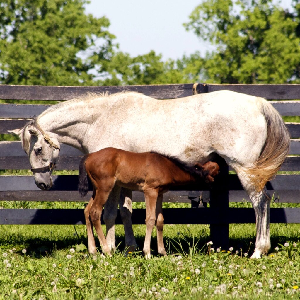 Photo of a mare and foal