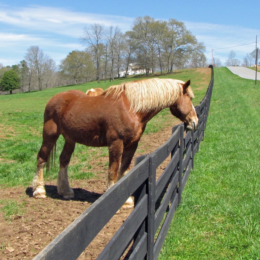 Photo of a horse looking over a fence