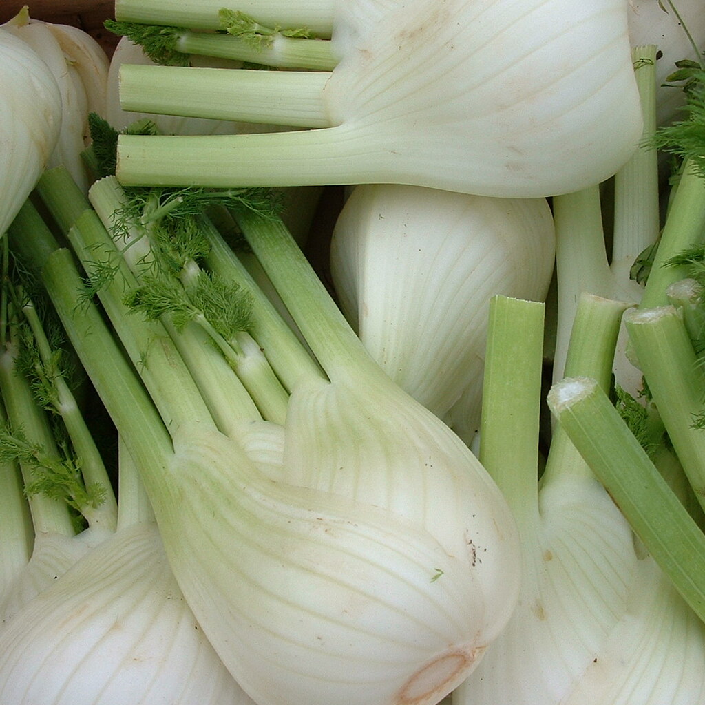 Photo of fennel bulbs