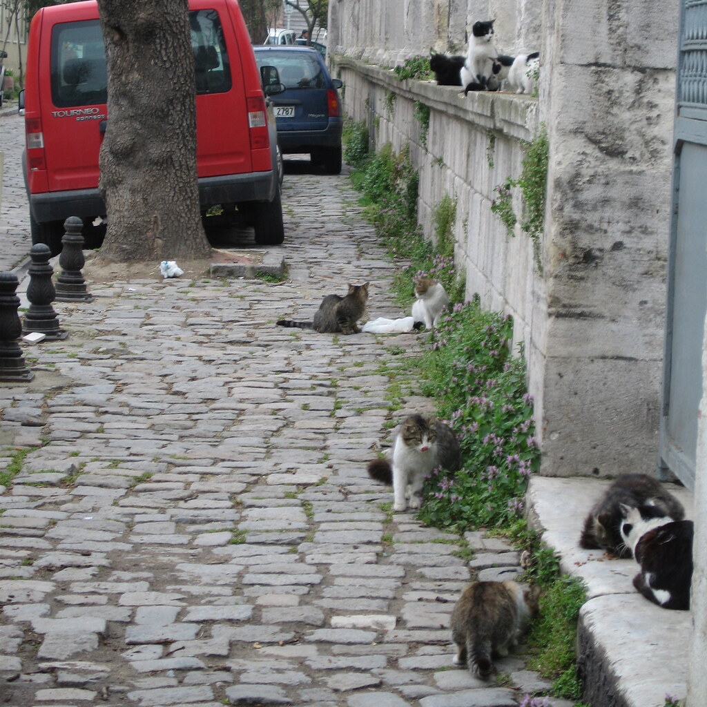 Photo of feral cats