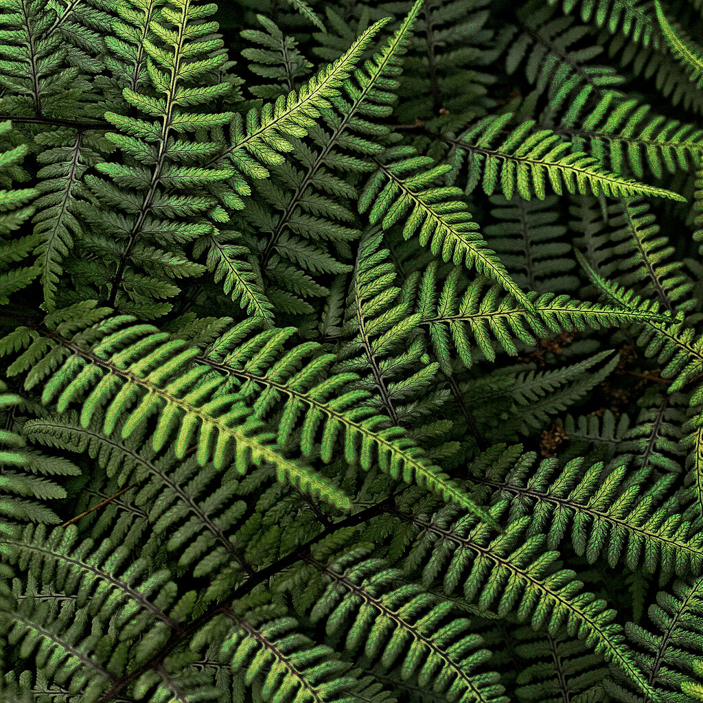 Photo of some fern fronds