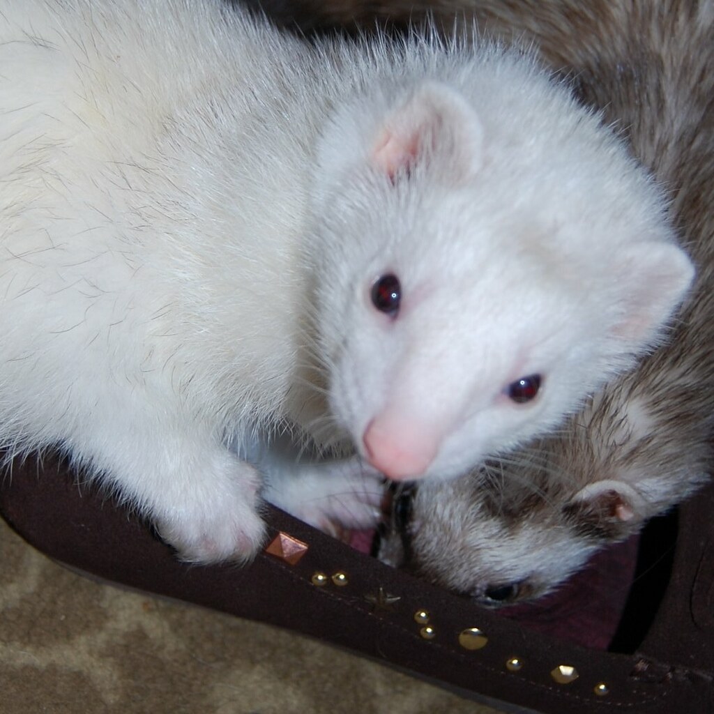 Photo of pet ferrets.