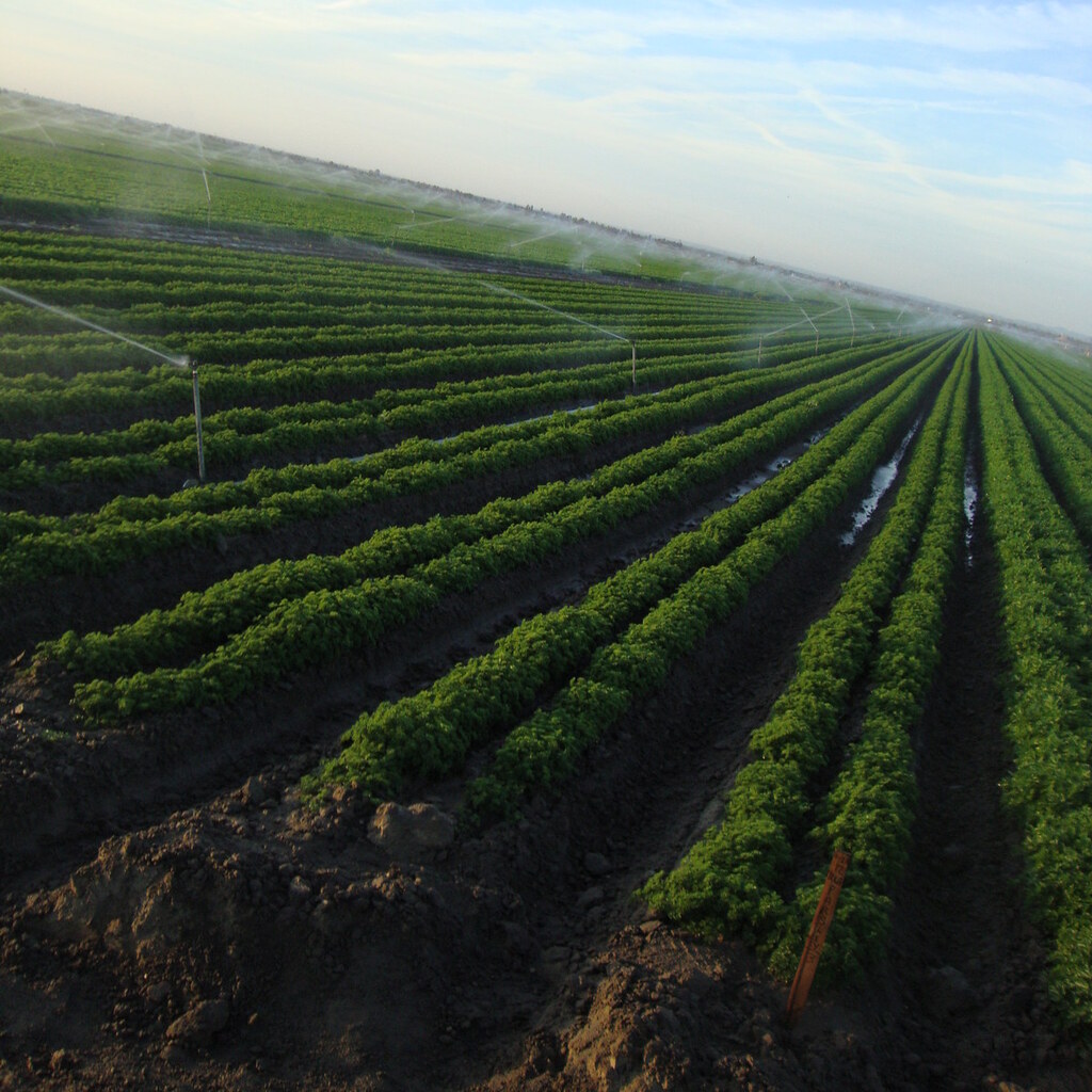 Photo of a fertile field
