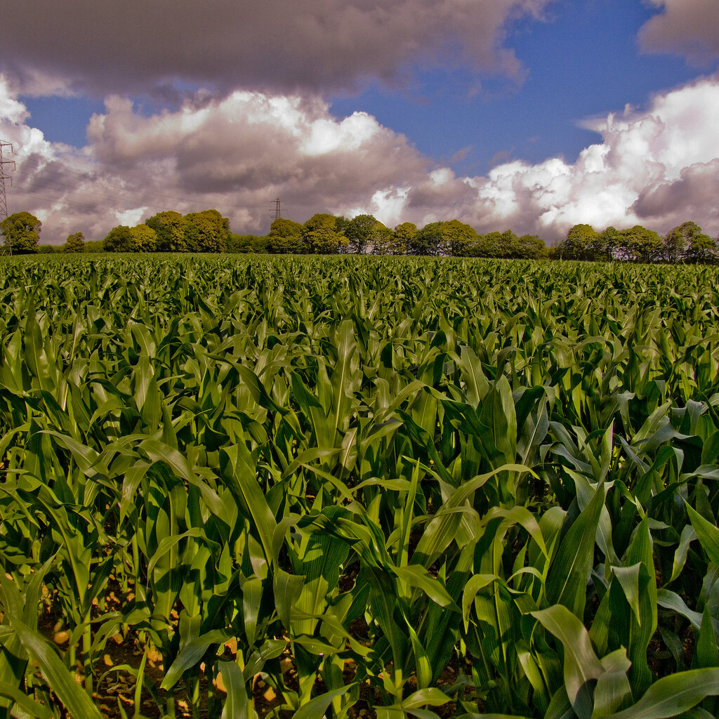 Photo of a field
