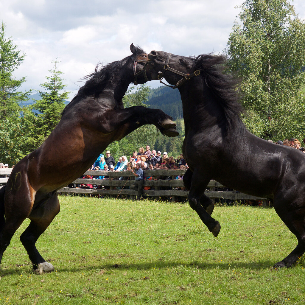 Photo of two horses fighting