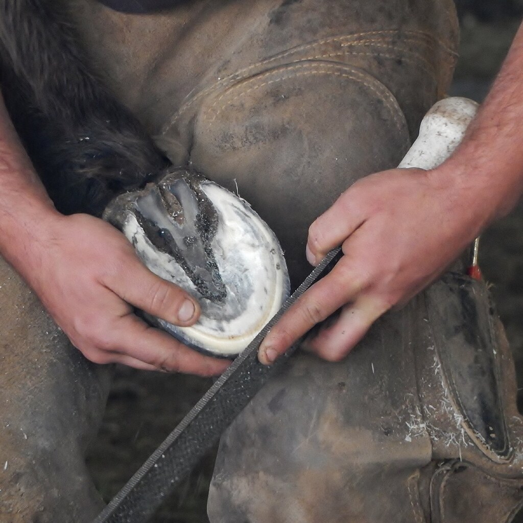 Photo of a farrier filing a hoof