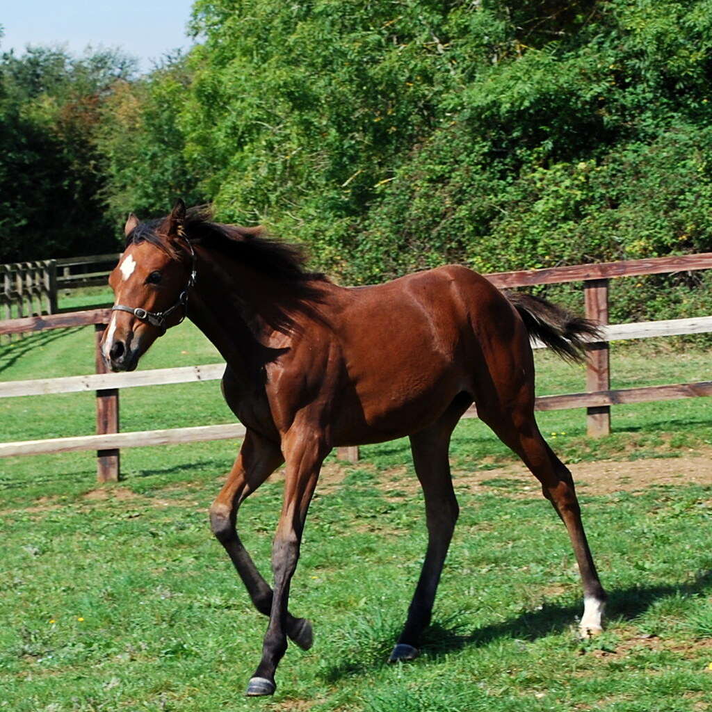 Photo of a filly