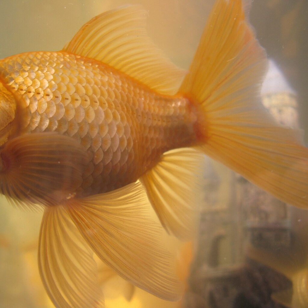 Photo of fish fins