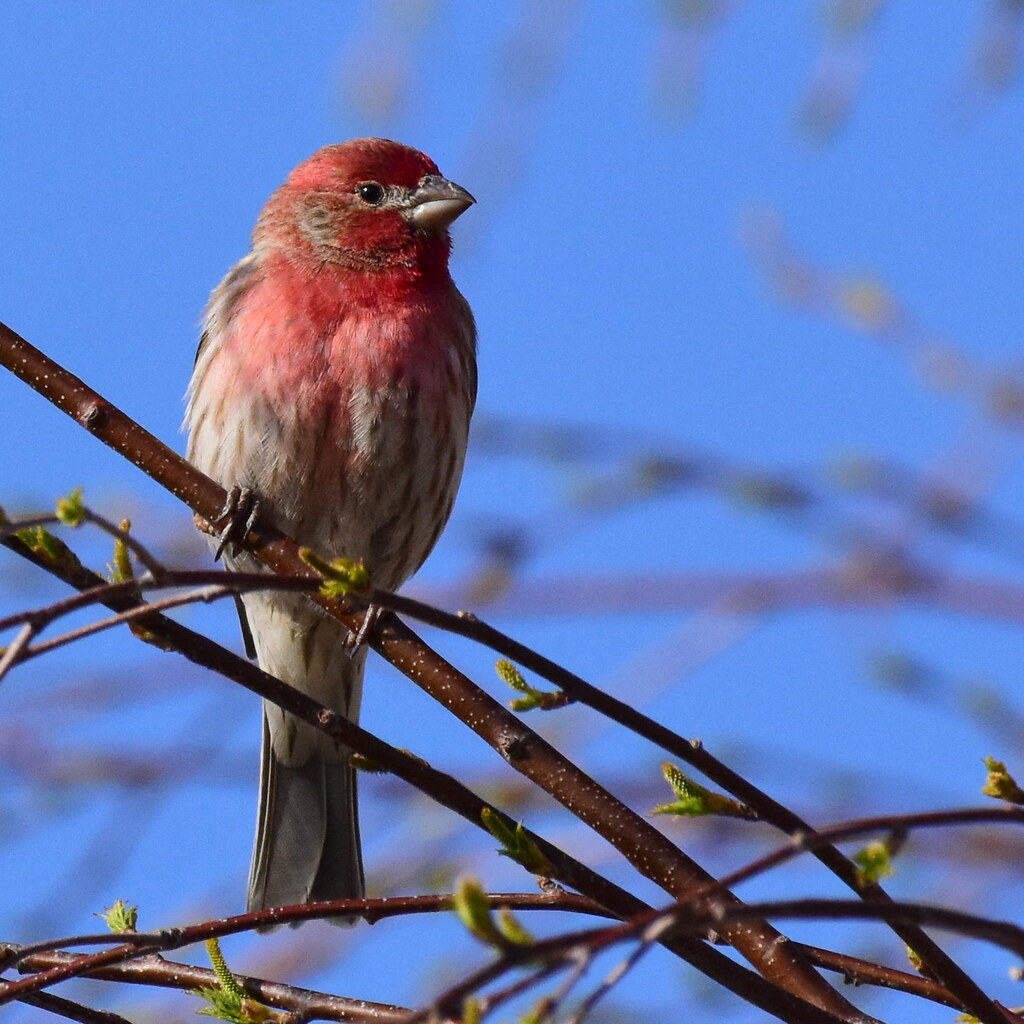 Photo of a finch