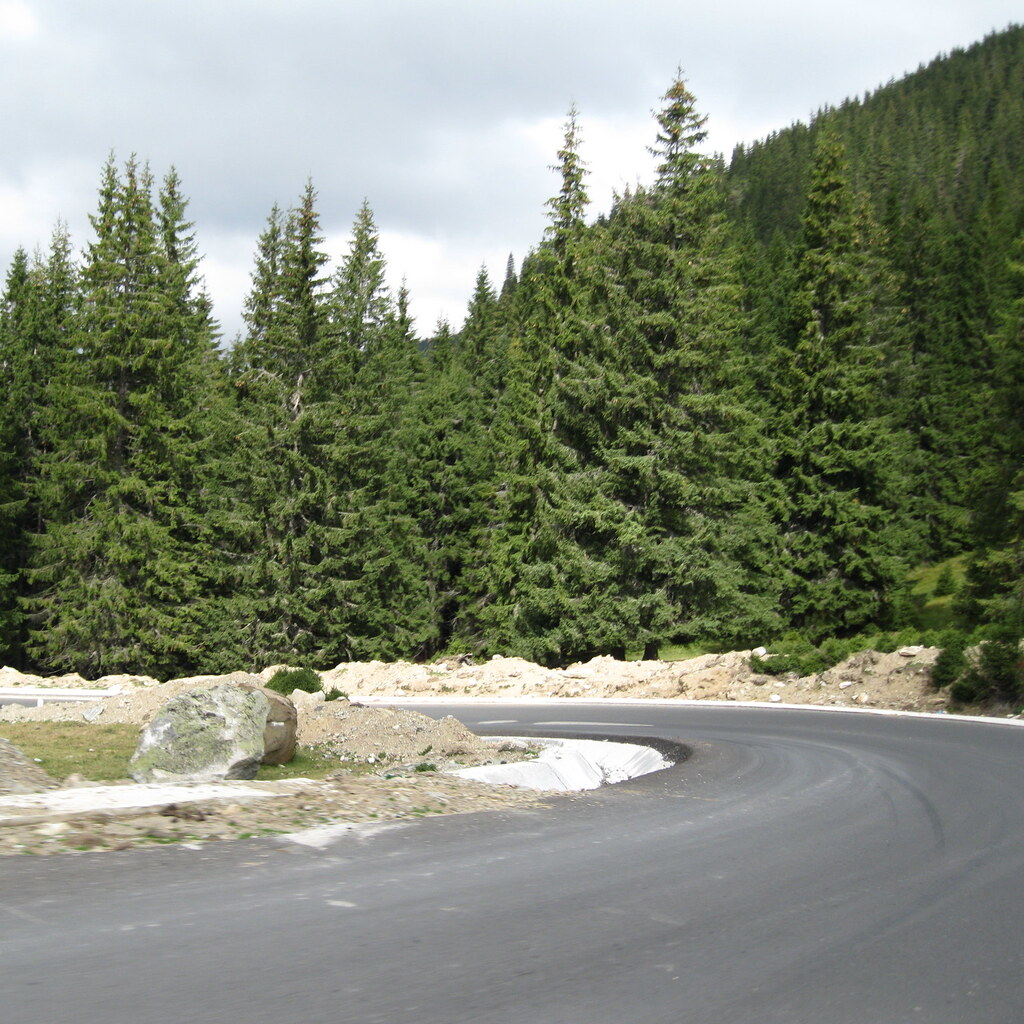 Photo of fir trees