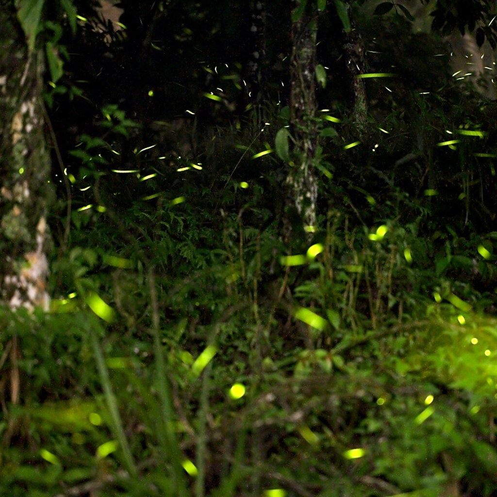 Photo of fireflies