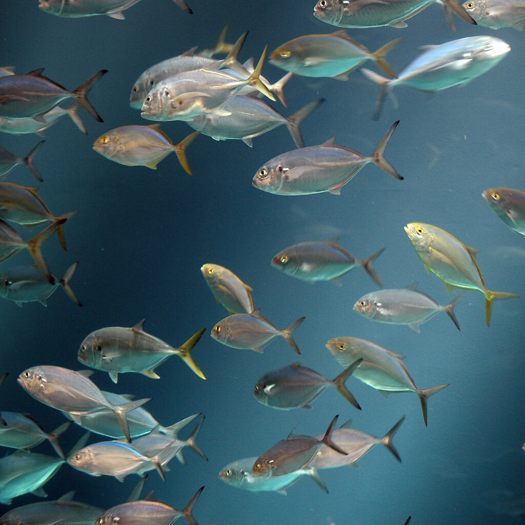 Photo of some fish.